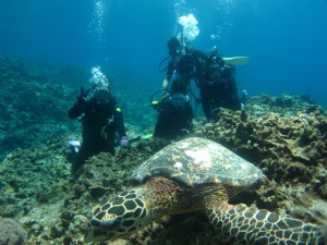 沖縄　ダイビング　慶良間　ウミガメ