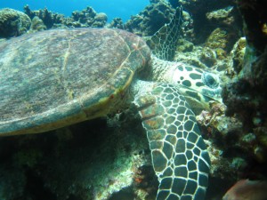 沖縄　ダイビング　慶良間　タイマイ