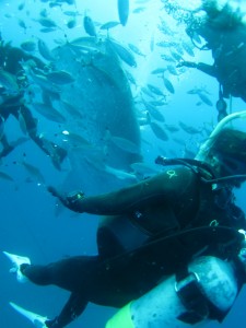 沖縄　ダイビング　ジンベイザメ
