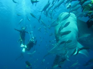 沖縄　ダイビング　ジンベイザメ