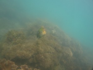 沖縄　ダイビング