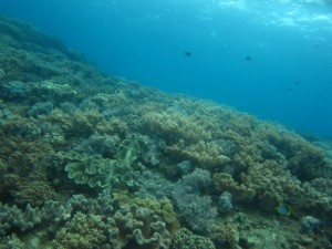 沖縄　ダイビング