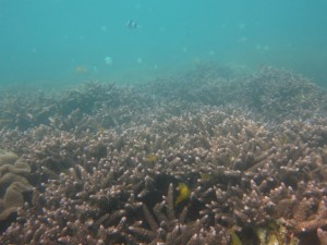 沖縄　ダイビング