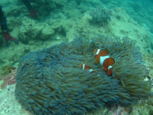 沖縄　ダイビング