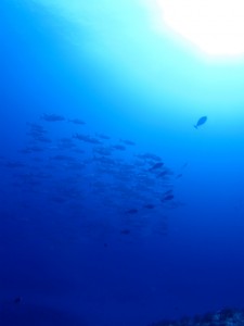 沖縄　ダイビング