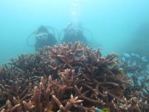 沖縄　ダイビング