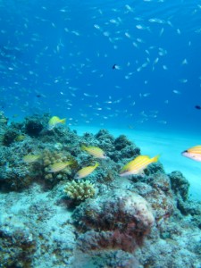 沖縄　ダイビング