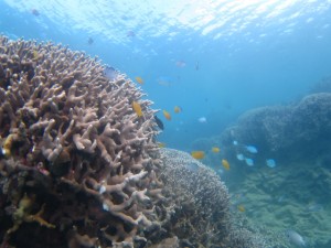 沖縄　ダイビング　崎本部　ゴリラチョップ