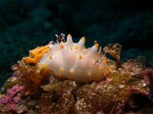 沖縄　ダイビング