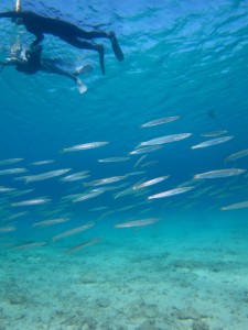 沖縄　ダイビング