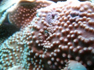 沖縄　ダイビング　近海