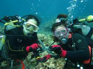 沖縄　ダイビング　体験　チービシ