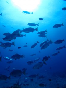 沖縄　ダイビング