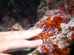 沖縄　ダイビング