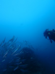 沖縄　ダイビング　砂辺