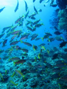 沖縄　ダイビング