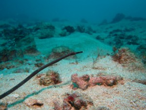 沖縄　ダイビング　砂辺