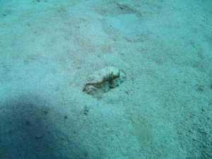 沖縄　ダイビング