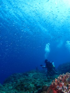 沖縄　ダイビング