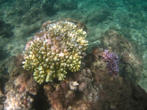 沖縄　ダイビング　砂辺　サンゴ　白化