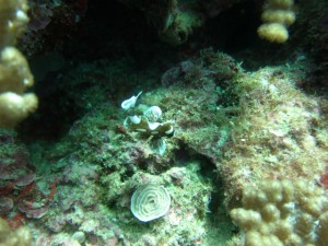 沖縄 ダイビング 砂辺