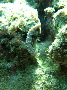 沖縄　ダイビング　砂辺