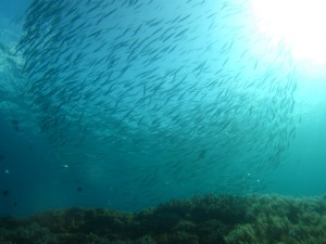 沖縄　ダイビング　砂辺