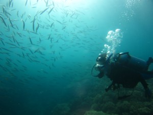 沖縄　ダイビング　砂辺