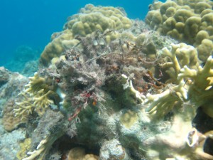 沖縄　ダイビング　慶良間　保全活動