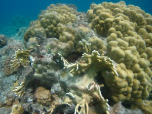 沖縄　ダイビング　慶良間　保全活動