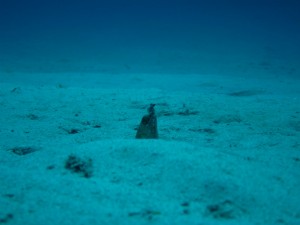 沖縄　ダイビング　慶良間　ミナミホタテウミヘビ