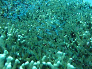 沖縄　ダイビング　慶良間　クロオビアトヒキテンジクダイ