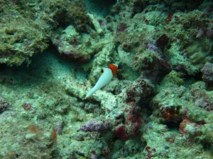 沖縄　ダイビング