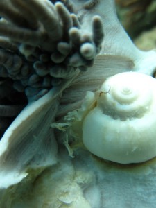 沖縄　ダイビング