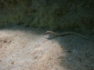 沖縄　ダイビング