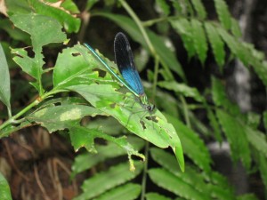 沖縄　ダイビング　ネイチャーワークス　石川岳