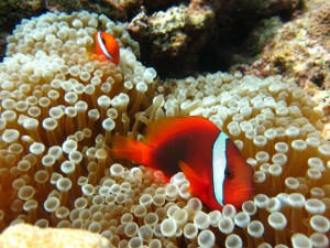 沖縄　ダイビング　体験　チービシ