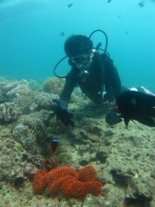 沖縄　ダイビング　近海