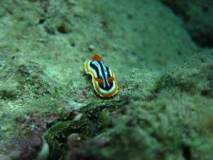 沖縄　ダイビング　近海