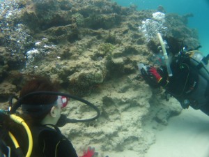 沖縄　ダイビング　崎本部