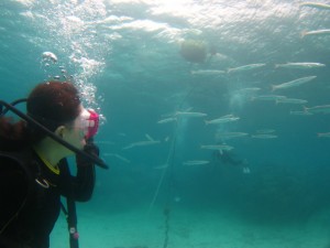 沖縄　ダイビング　崎本部