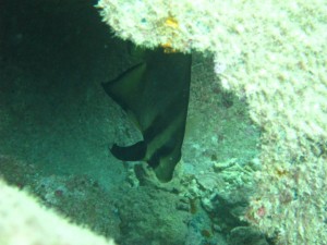 沖縄　ダイビング　砂辺