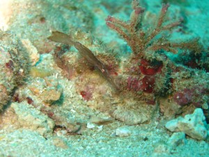 沖縄　ダイビング　砂辺　