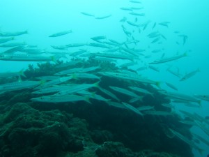 沖縄　ダイビング　砂辺