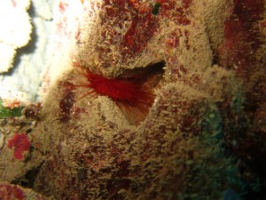 沖縄　ダイビング　砂辺