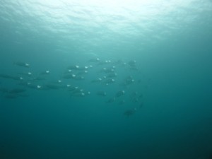 沖縄　ダイビング　砂辺