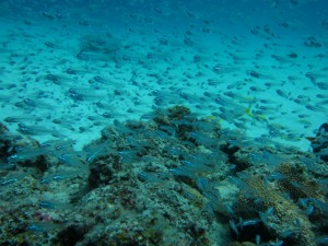 沖縄　ダイビング　慶良間