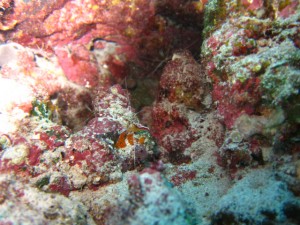 沖縄　ダイビング　慶良間