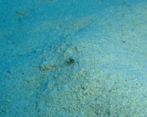 沖縄　ダイビング