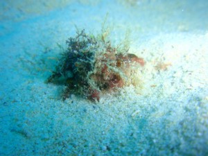 沖縄　ダイビング